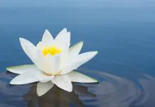 Lotus Blossom Technique